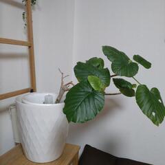 観葉植物2つ