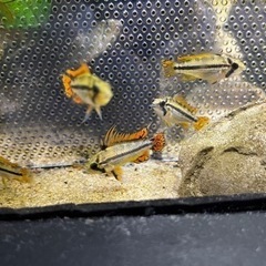 カカトゥオイデスの中古が安い 激安で譲ります 無料であげます ジモティー