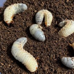 カブトムシ 幼虫(今年7月にふ化) 譲ります