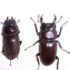 ヤエヤマコクワガタ　ペア♂️37㎜　♀️31㎜ ヤエヤマコクワガタ ペア♂️37㎜ ♀️31㎜
