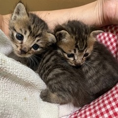 生後３週間くらいの子猫ちゃん　キジトラ