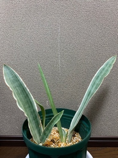 【週末限定値下げ】サンセベリアグイネンシスマノリン　観葉植物