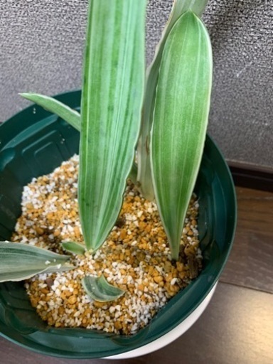 【週末限定値下げ】サンセベリアグイネンシスマノリン　観葉植物