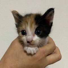 生後１ヶ月のアメちゃん 里親募集中