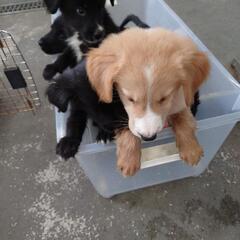 ちびーず  子犬販売 − 福岡県