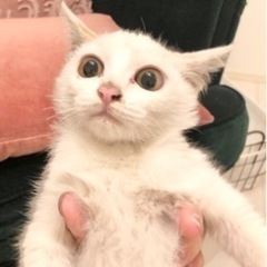 【トライアル決定！】しっぽだけ三毛！おめめくりくりの美猫ちゃん