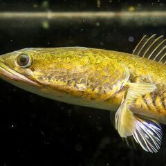 スピアーノーズスネークヘッド　３０cm　できれば引取限定　熱帯魚　アクアリウム スピアーノーズスネークヘッド 30cm できれば引取限定 熱帯魚