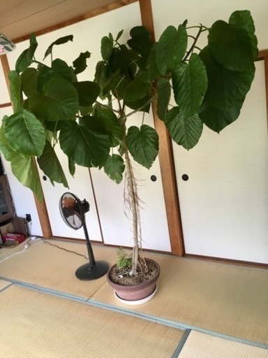 観葉植物　ウンベラータ