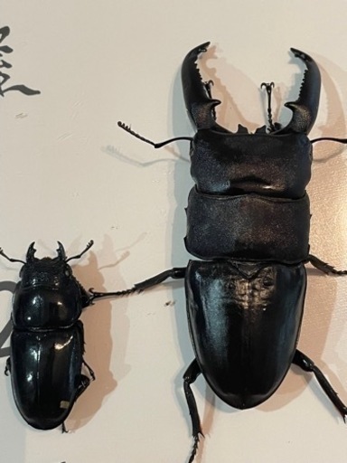 パラワンオオヒラタ②(ホワイトアイ)