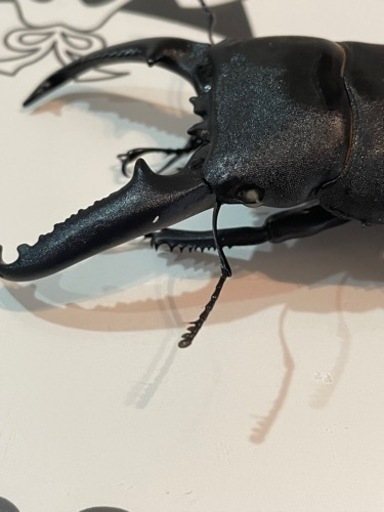 パラワンオオヒラタ②(ホワイトアイ)