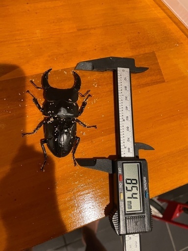オオクワガタ　⑧