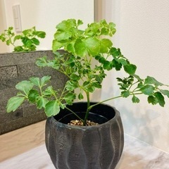 観葉植物　ポリシャスの苗