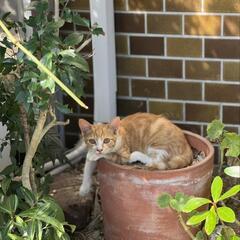 お外猫、茶トラ、茶白ちゃん