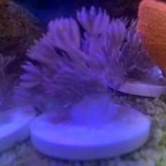 パクパクウミアザミ  スターポリプ　2点　サンゴ　海水魚