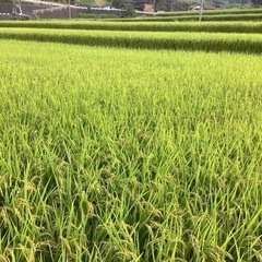 棚田で作ったお米　ひとめぼれ玄米30キロ