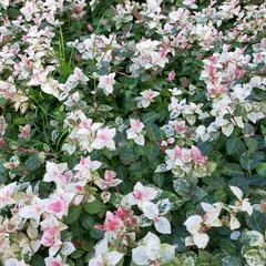 ハツユキカズラ 植物 花