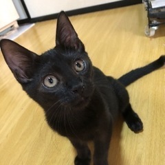 イケメン黒猫ちゃん♪ - 珠洲市