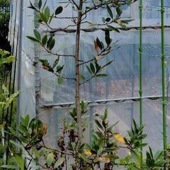 【値下げ!】ローリエ 月桂樹◆160cmくらいの特大サイズの鉢植...