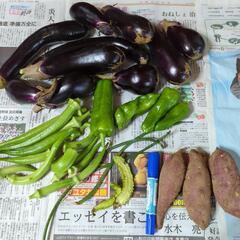 今朝の収穫野菜