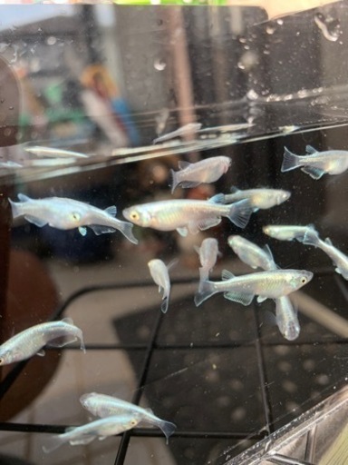 改良メダカ4尾＋1(プラチナブルージェイリアルロングフィン幼魚)