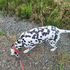 ダルメシアンの里親を探しています - 犬