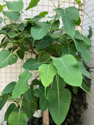 菩提樹　8号　朴もの　画像アップしました。