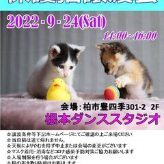 【柏市】9/24（土）根本ダンススタジオ保護猫譲渡会