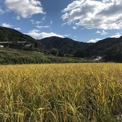 日本一の里山で稲刈り体験！の画像