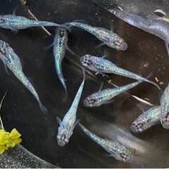 10匹 サファイアメダカ(背鰭あり) 幼魚 