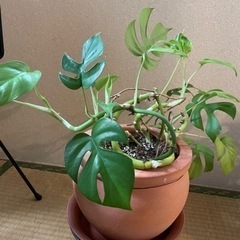 ヒメモンステラ　観葉植物