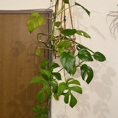 ヒメモンステラ　ハンギング　観葉植物