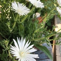 珍しい、白い松葉菊