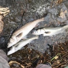 釣り仲間募集中！