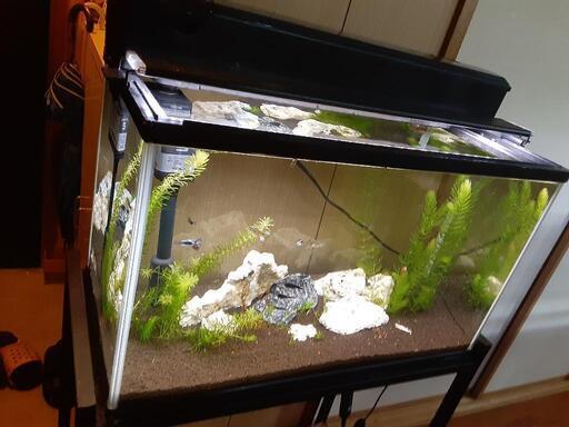 コトブキ60水槽7000円