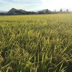 もうすぐ収穫！会津コシヒカリ30kg玄米の予約受付中！！