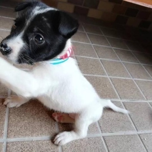 野犬の仔犬の里親さん募集(受託投稿)アカウント名chiloと同一個体です。 (yum) 忠海のその他の里親募集|ジモティー