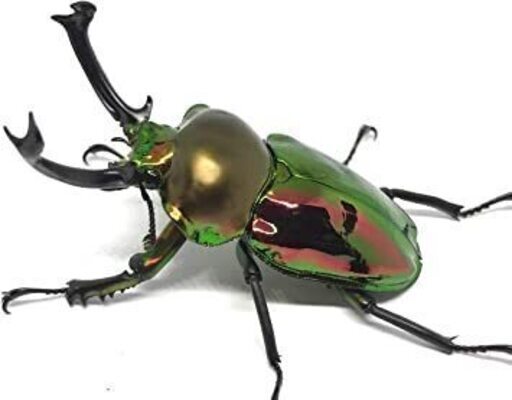 ニジイロクワガタ クィーンズランド産 新成虫ペア ♂60mm ♀36mm 2022年7月羽化