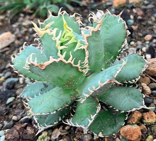 【最終値下げ】アガベ チタノタ フィリグリー(圓葉拇指) 親株 アガベ チタノタ フィリグリー / 圓葉拇指 【台湾産/抜き苗】DG2400152