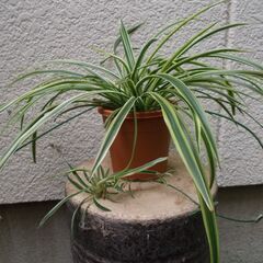 観葉植物　オリズルラン-A