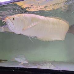 アルビノシルバー　約70㎝　引き取り