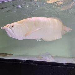 アルビノシルバー 約70㎝ 引き取り