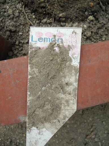 観音寺 LEMON レモンの木 檸檬 その1