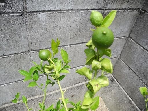 観音寺 レモンの木 LEMON 檸檬 その2