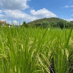 令和3年度産   恋の予感   