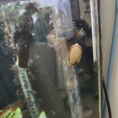 45cm水槽と専用水槽台　その他水槽用品