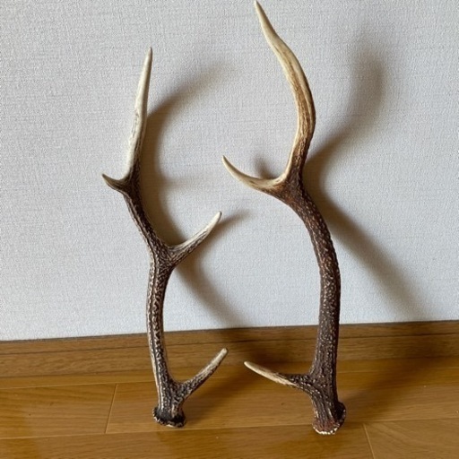 シカの角　　２本セット