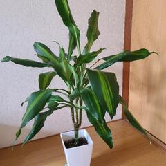 観葉植物　ドラセナ