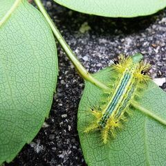 庭木の予防（消毒）して欲しい人いますか？