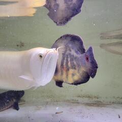 アルビノシルバー　約70㎝　引き取り