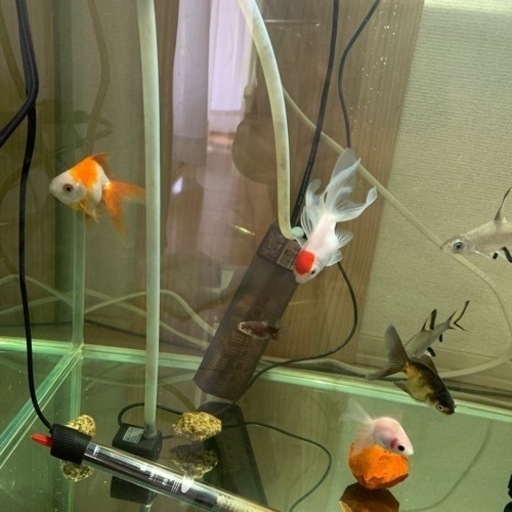 金魚とか熱帯魚とか備品とかパーツ等☀️
